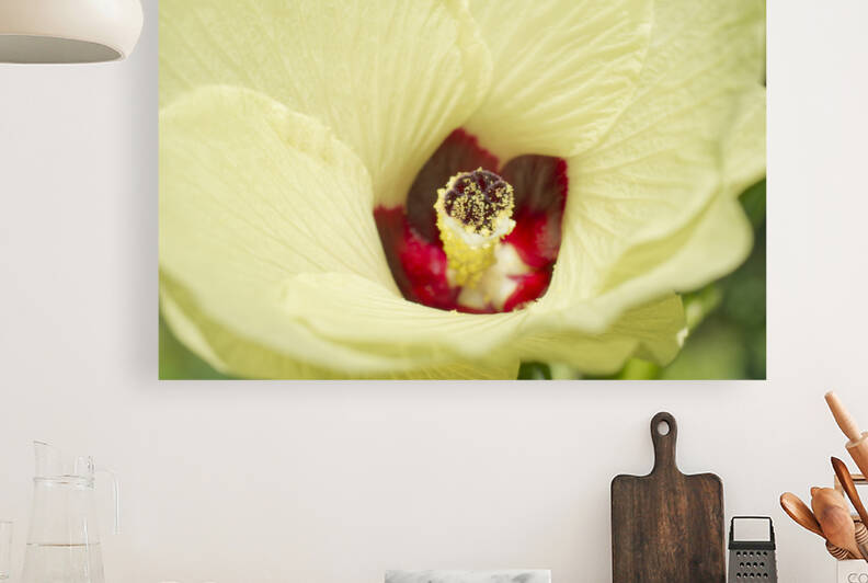 Okra Flower with Red Center by Iris H Richardson