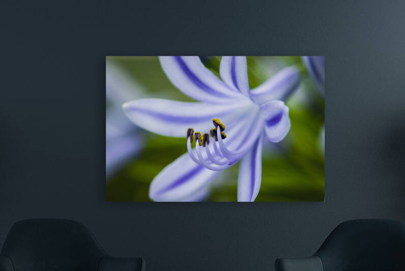 Agapanthus LilyInviting Friends X100 by Rich Franco
