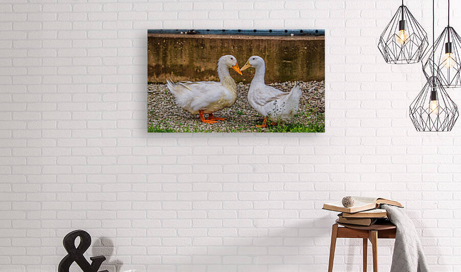 Farm Ducks by Bill Neff