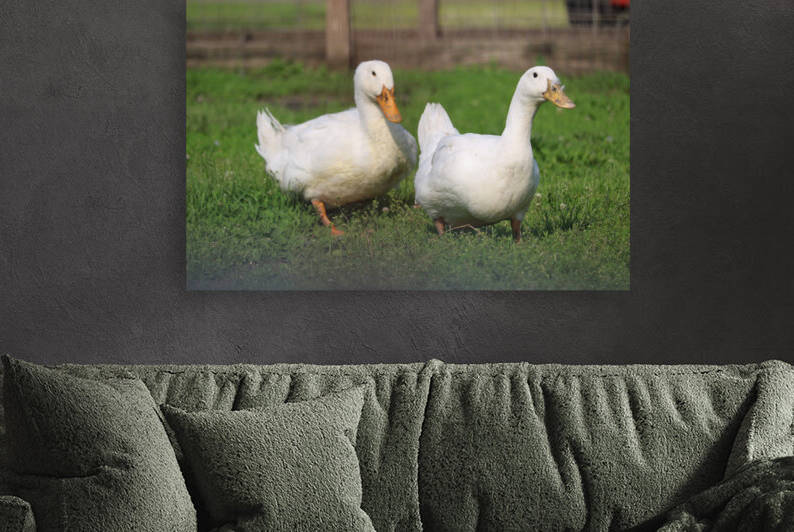 Feathered Ducks by Bill Neff