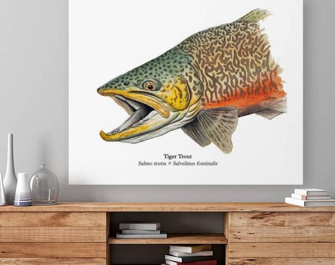 Tiger trout Painting by Stephen Emms