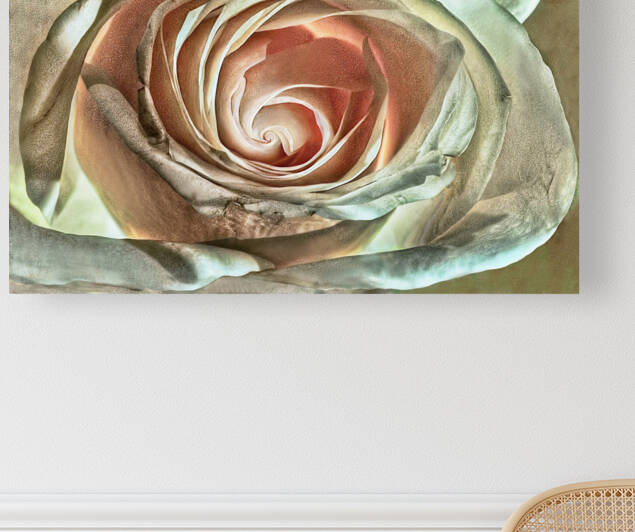 Torn by Barbara Linkevitch