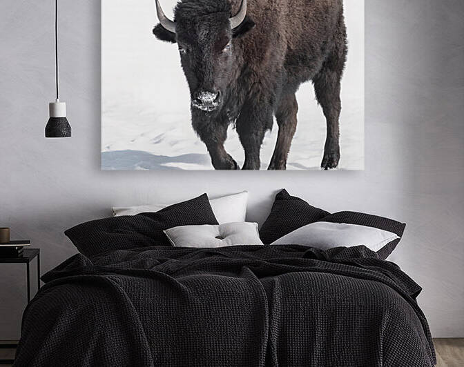 Bison in Snow by Beth Sheridan