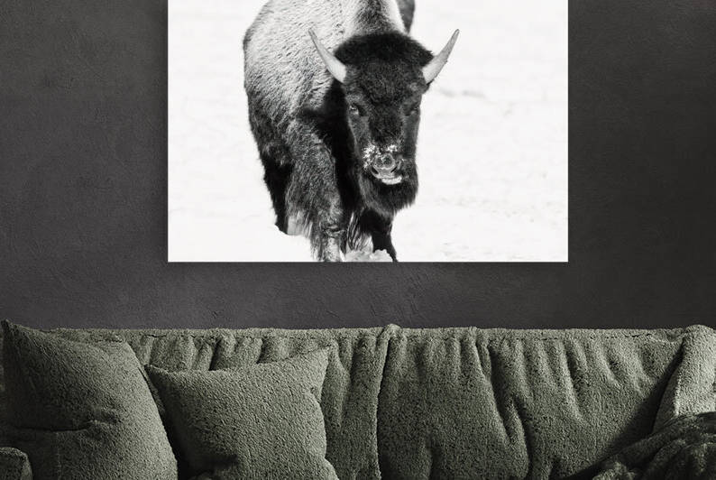 Bison Bull in Black and White by Beth Sheridan