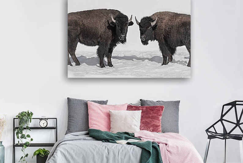 Bison Pair by Beth Sheridan