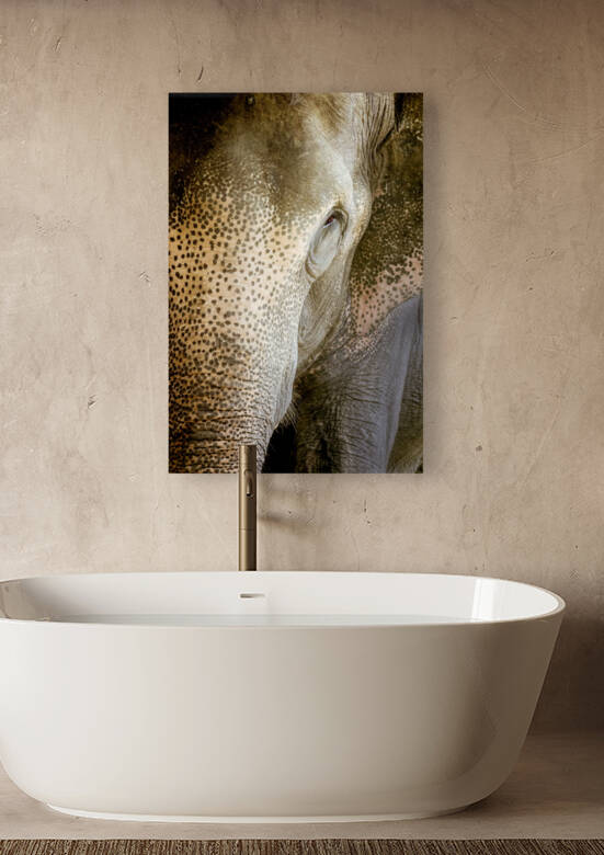 Indian Elephant by Beth Sheridan