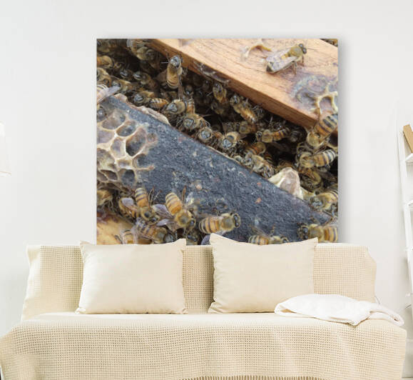 Bee Hive By Phil  by Wrangler Walker