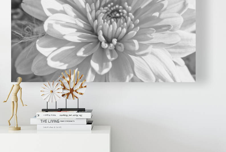 Black and white Chrysanthemum Mums by Iris H Richardson