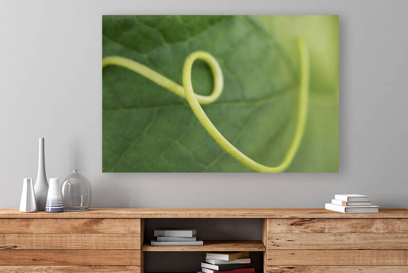 Green Pumpkin Leaf with Tendril by Iris H Richardson