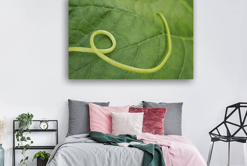 Pumpkin Leaf with Tendril 2 by Iris H Richardson