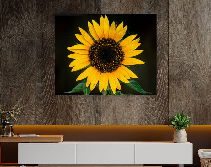 My First Sunflower by Steve Alejandro