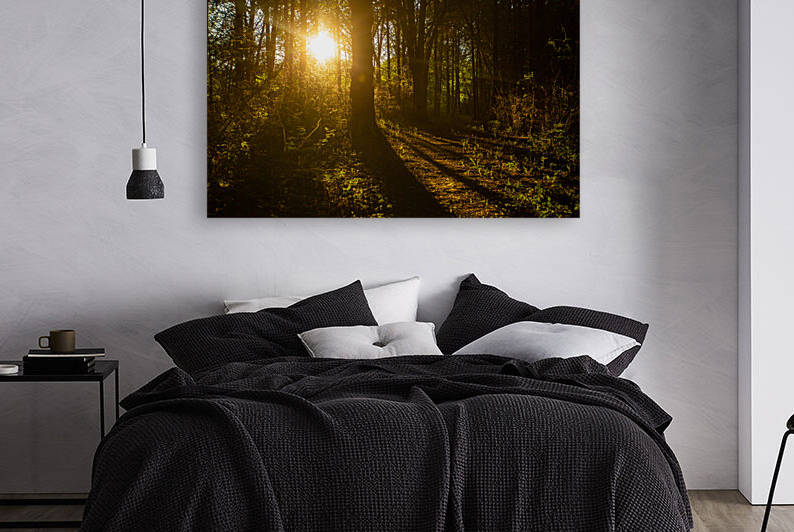 Nature Photography - Golden Path - Towne Park MO by Steve Alejandro