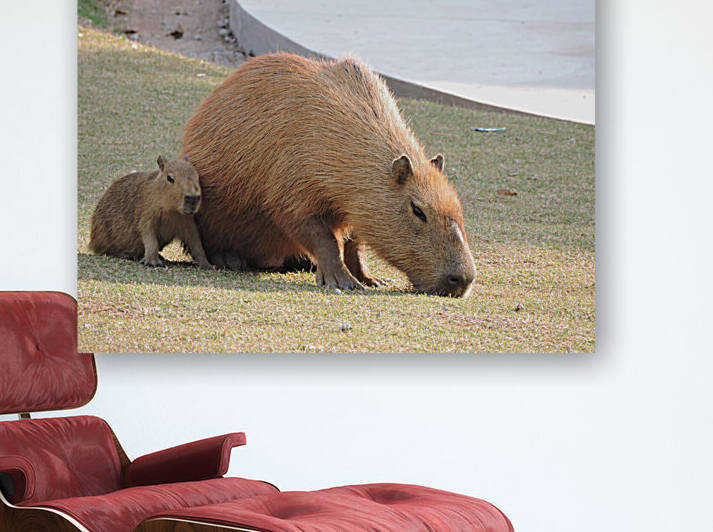 pexels rafael rodrigues 11170943 by Wrangler Walker