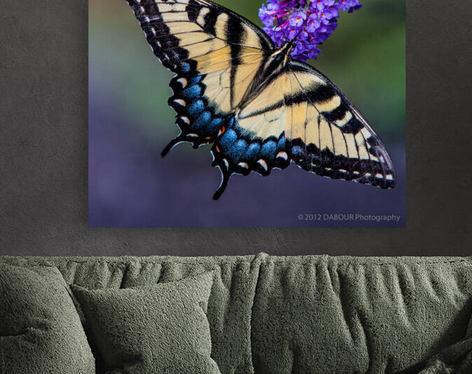 Yellow Swallowtail by Dave Dabour Photography
