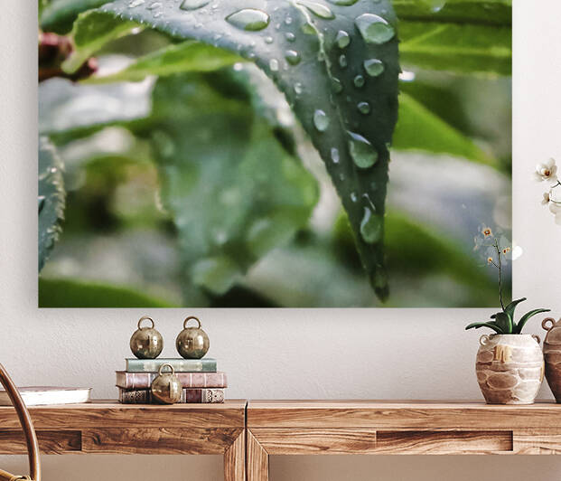 Water Drops On Leaf by Dave Dabour Photography