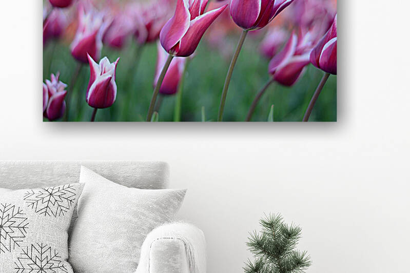 pexels pixabay 459539 by Wrangler Walker