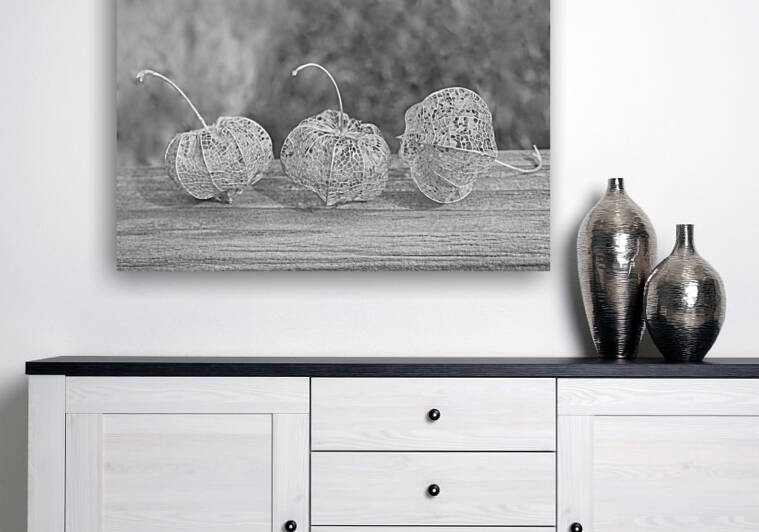 Ground Cherry Physalis Skeleton Triplets in Black and White by Iris H Richardson