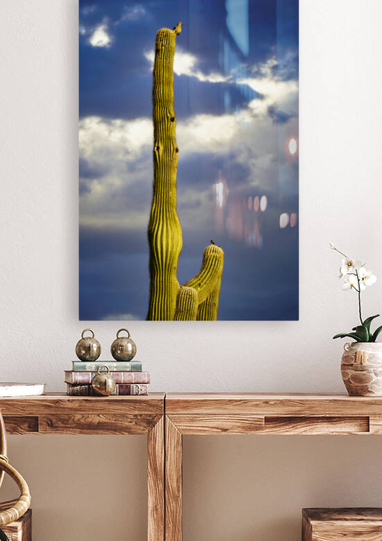  Dove on Tall Saguaro by Eduardo Palazuelos