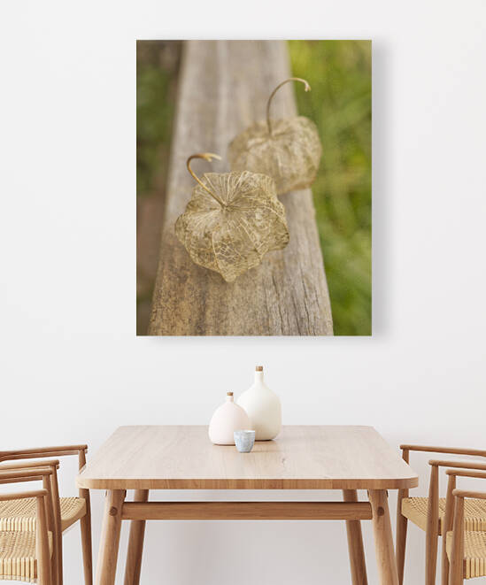 Two dried-up Ground Cherry Physalis by Iris H Richardson