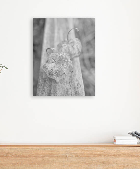 Two dried-up Black and White Ground Cherry Physalis  by Iris H Richardson