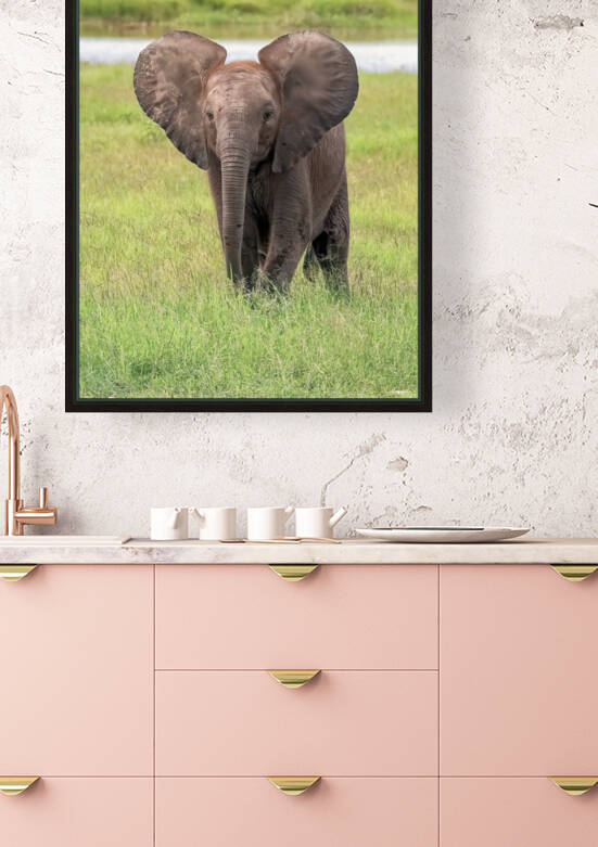 Baby Elephant Big Ears by Kara Capaldo Photography
