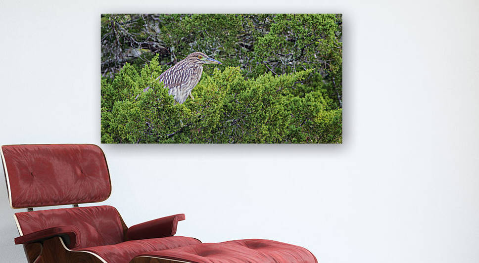 2022 Sept 27 NightHeron01 by Robert Decker