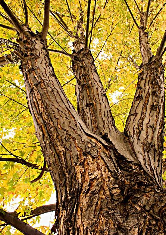 Big Maple by Bo Insogna