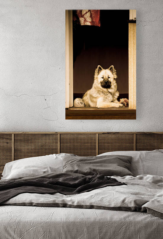 Cat and Dog by Maggie Terlecki