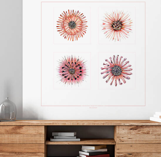 Starburst 2x2   Salmon Rouge and Charcoal 7 by Peter Ballantyne