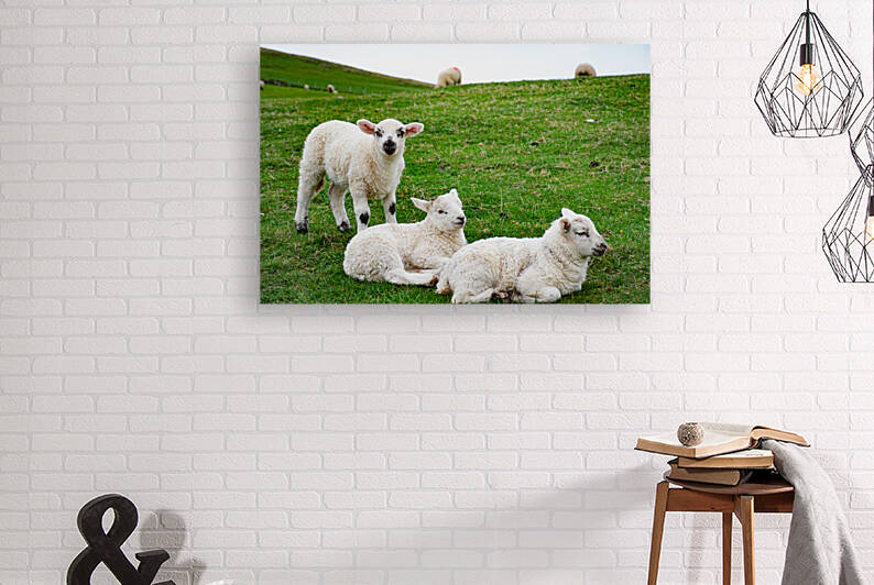 Counting Sheep by Anthony Farley