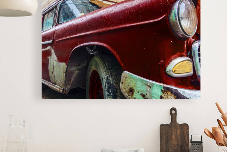 The kitten in the car by fotojourneys