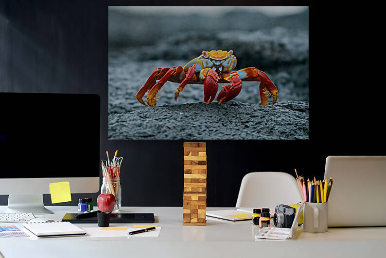 Sally Lightfoot on Lava by Dan Hart