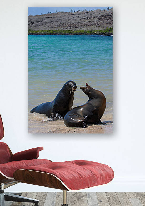 Sante Fe Sealions by Dan Hart