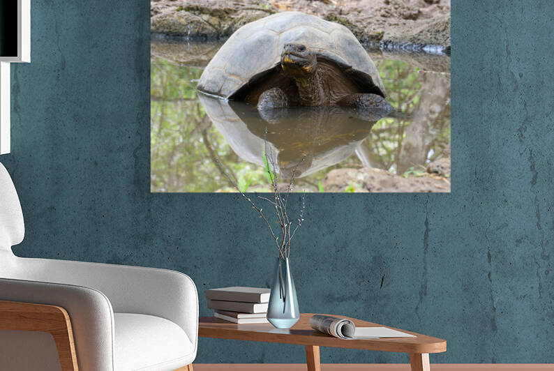 Galapagos Giant Tortoise Reflection by Dan Hart