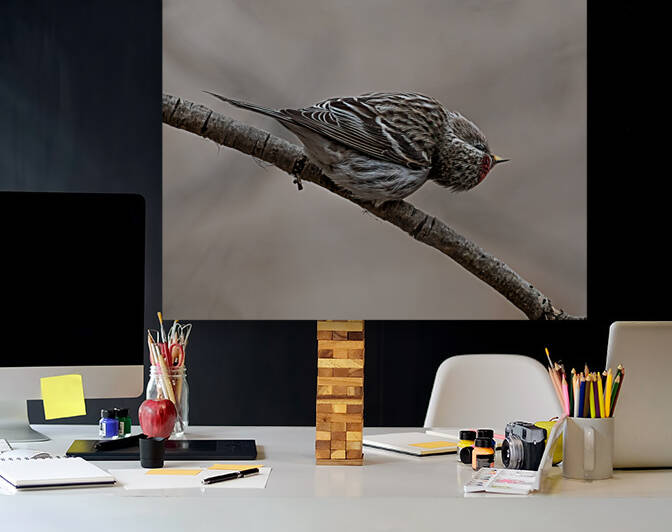 Curious Common Redpoll by Dan Hart