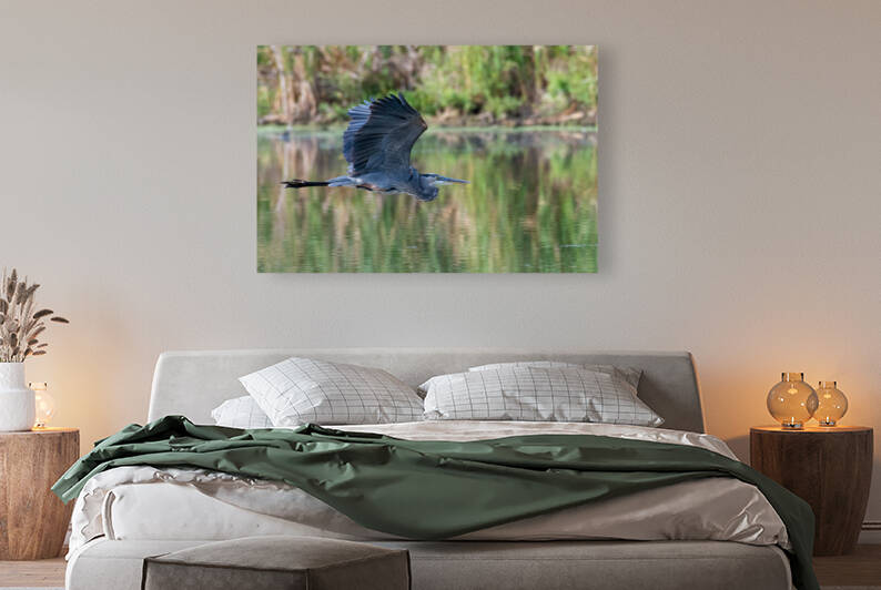 Great Blue Heron by Dan Hart