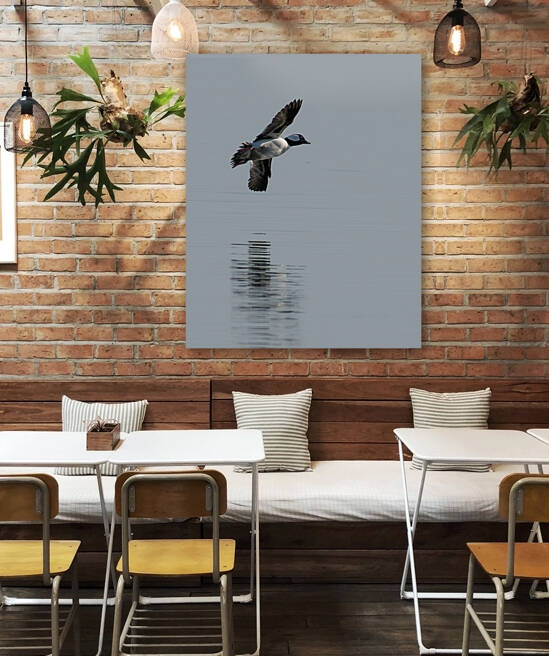 Bufflehead Flyby by Dan Hart