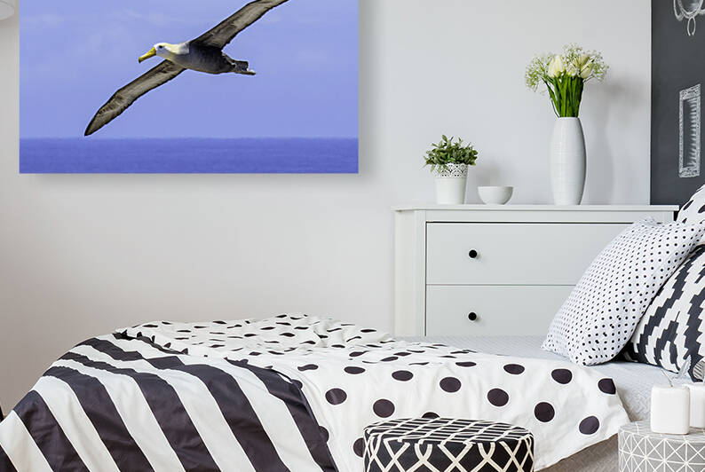 Waved Albatross by Dan Hart