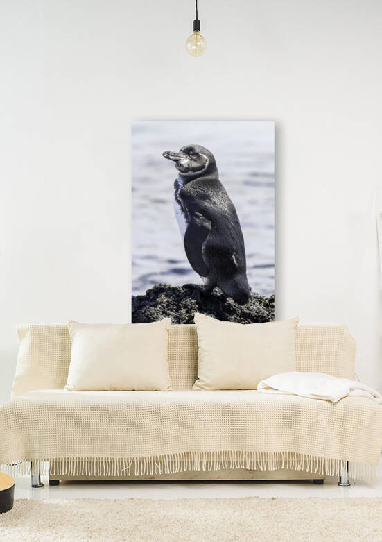 Galapagos Penguin by Dan Hart