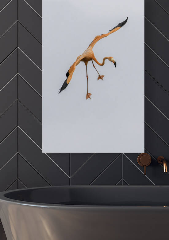 Flamingo Final Approach by Dan Hart