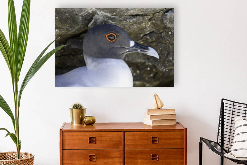 Swallow tailed Gull by Dan Hart