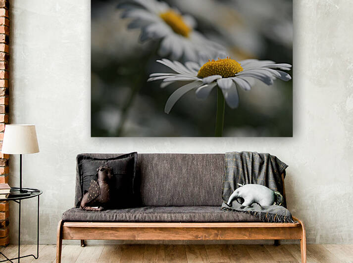 Marguerites by Suzanne Bonin