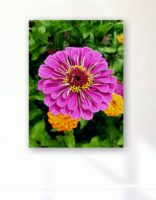 Flower Power Shot by The NC Geek