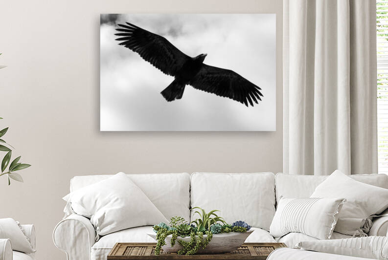 The sea eagle by fotojourneys