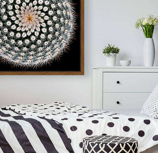 Notocactus scopa by 1x