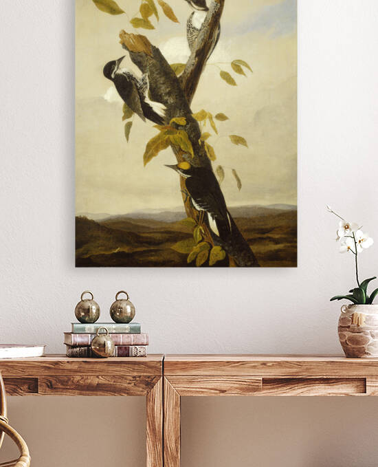 Black Backed Three Toed Woodpecker G 000637 2 by artcenter