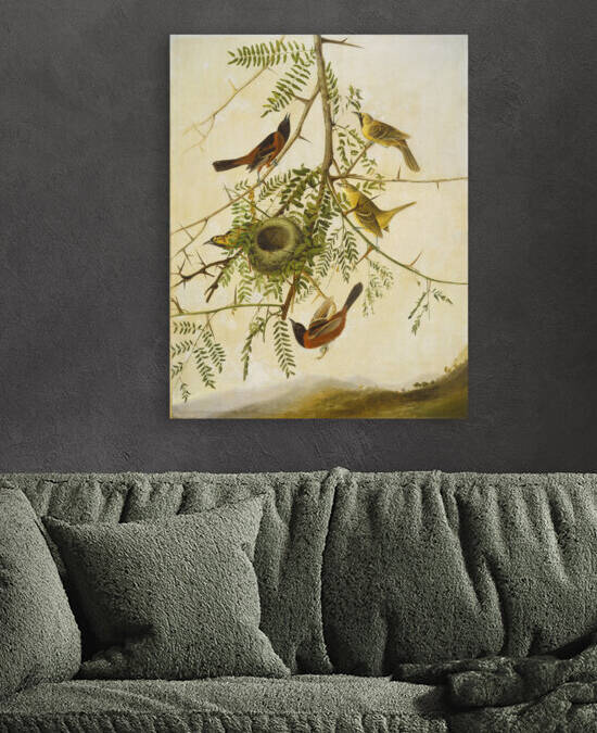 Orchard Oriole G 000638 20111026 by artcenter