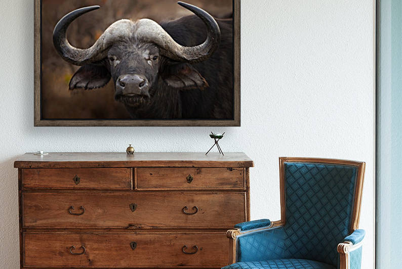 A Buffalo Portrait by 1x
