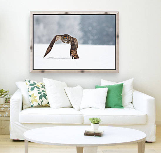 Eurasian eagle-owl by 1x