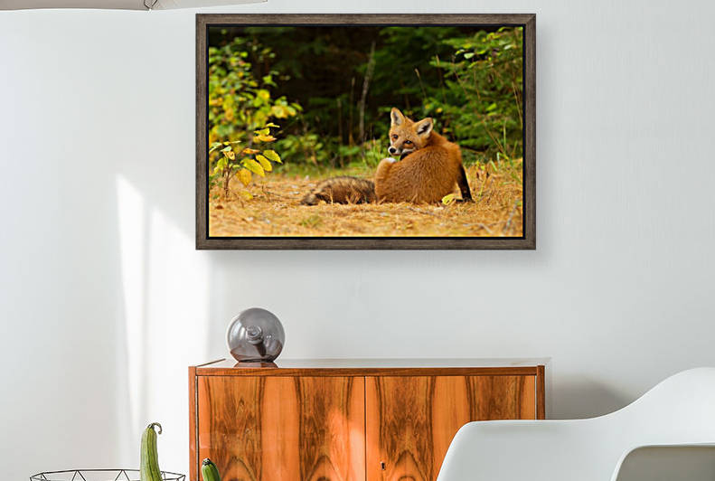 RedFox, Algonquin Park by 1x